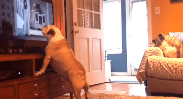 Perrita Bulldog sorprende a internautas viendo con inusual atención película de terror