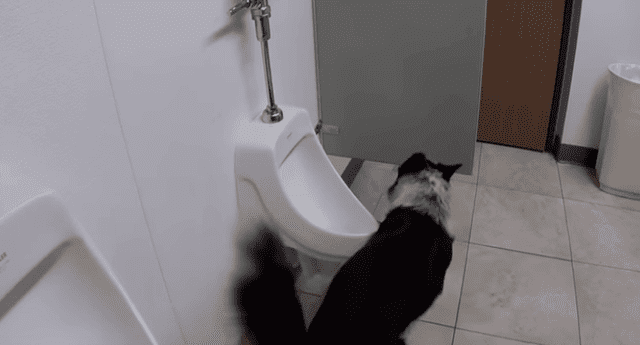 Perro se hizo viral por video que muestra el momento en que va a un baño público y hace sus necesidades como cualquier humano