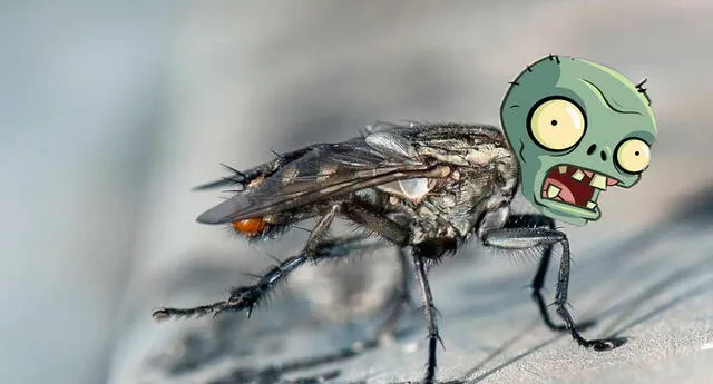 Un extraño hongo sería el culpable de que las moscas se conviertan en zombies.