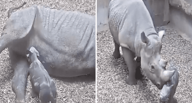 Nacimiento de rinoceronte asombra al mundo. 