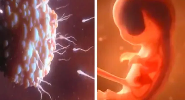Así es el sorprendente desarrollo de un feto en el útero de su madre.
