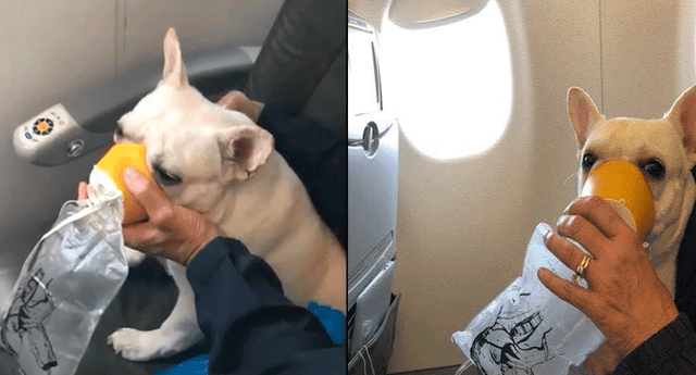 Empleados de aerolínea rompieron el protocolo de su trabajo para socorrer a un perro durante un vuelo