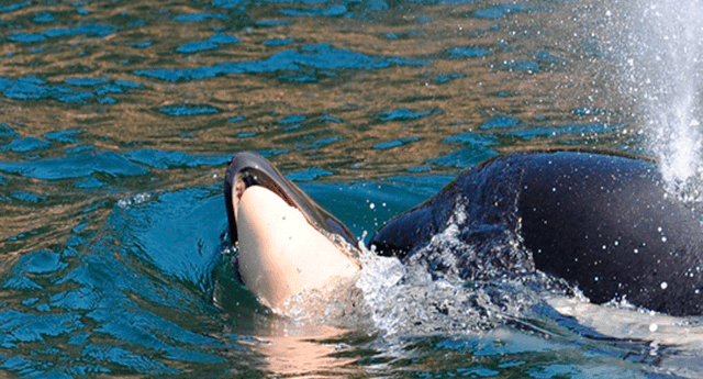 La orca Tahlequah, de 20 años, nadó por más de dos semanas con su cría muerta a flote
