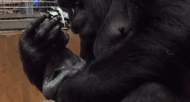 El Smithsonian’s National Zoo, en Washington captó el conmovedor momento entre una mamá gorila y su recién nacido