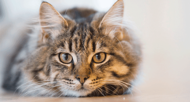 Veterinario señala que las personas suelen nombrar de forma incorrecta a sus gatos