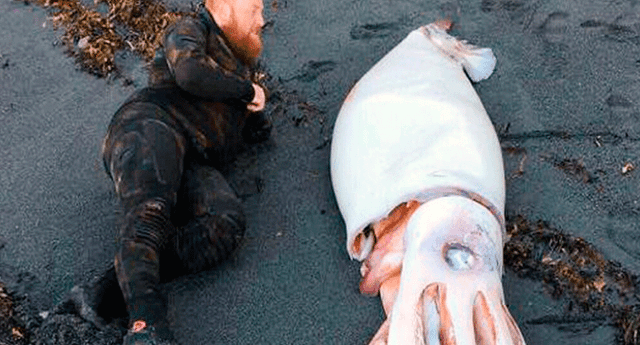 Tres hermanos hallaron un calamar de más de cuatro metros en una playa de Nueva Zelanda