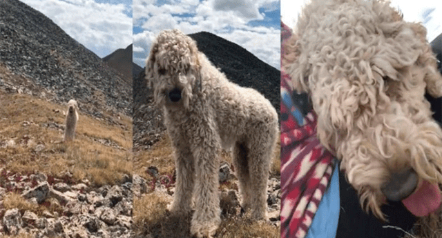 Joven encontró a perro donde murió su dueña tras 19 días de búsqueda 