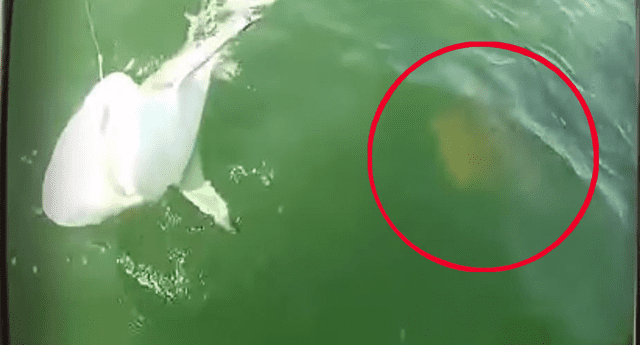 Extraño animal emerge del mar y acaba con la vida del enorme tiburón. 