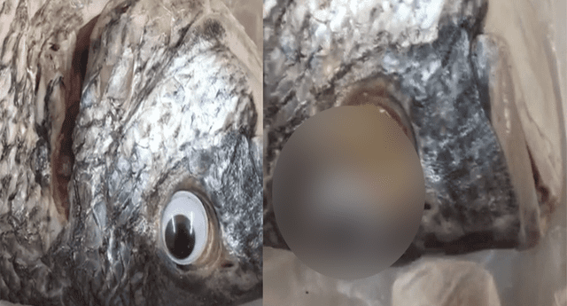 Venden “pescados sin cirugía estética”: les colocan ojos falsos y los hacen pasar como frescos. 