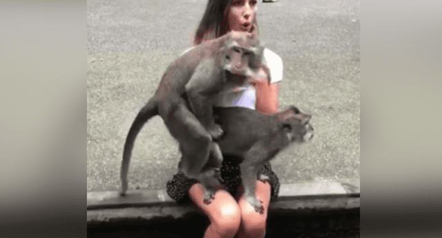 Bella turista pasó la vergüenza de su vida por culpa de unos "cariñosos" monos.