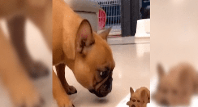 Perro entra en pánico cuando su dueño “mata” a su pequeño amigo y reacciona así. 