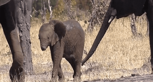 Elefante con trompa amputada es cuidado con esmero por sus padres. 