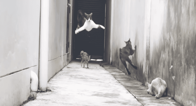 Gato intentó pasar territorio “prohibido”, pero tres felinos lo atacaron y usó fabulosa técnica para salir airoso. 