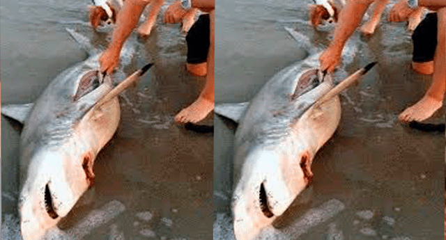 EL tiburón quedó varado luego de ser atacado por un depredador.