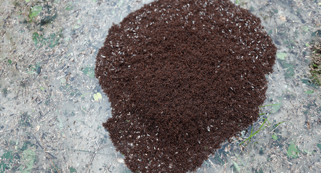 Hormigas formaron 'islas' flotantes para hacer frente al fenómeno natural.