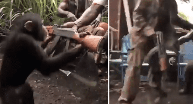 Unos soldados africanos tuvieron la negligente idea de darle a un mono una metralleta y terminó provocando un terrible desenlace. 