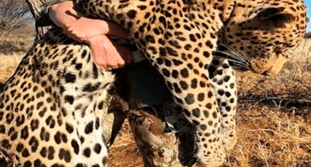 Mujer cazó a enorme leopardo y posó sonriente con él para presumirlo en una foto.