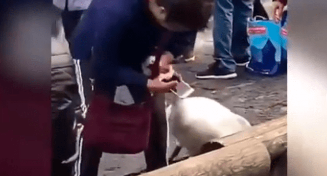 Turista generó indignación en las redes por la forma violenta en que toma a un cisne con el que se quiere fotografiar