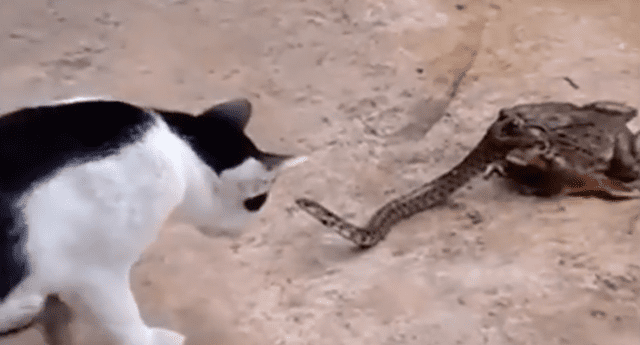 Gato pelea con serpiente que era devorada por un sapo y el final es doloroso. 