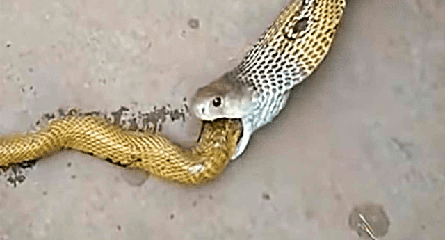 Rescastistas presenciaron la espeluzante escena en que una cobra expulsa por su boca a una más víbora más pequeña