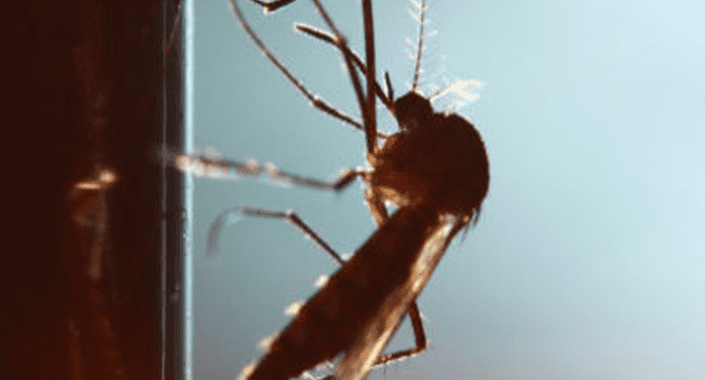 Mosquitos “gigantes y chupasangre” aterroriza a pobladores en Estados Unidos. 