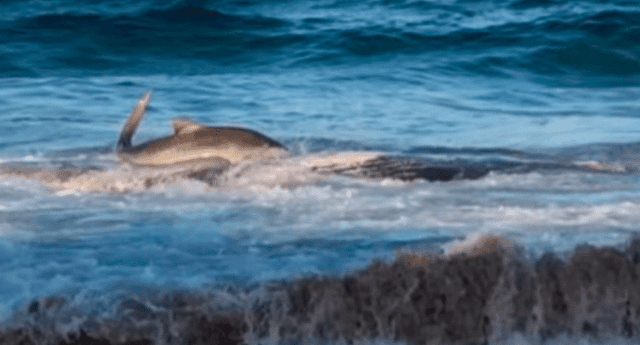Captura del video en el cual un tiburón se acerca a la playa para devorar una ballena.