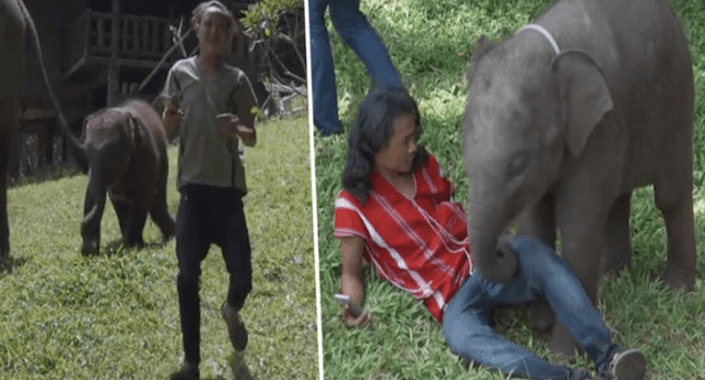 Elefante "bebé" juega con turista en Tailandia y enamora a todos. 