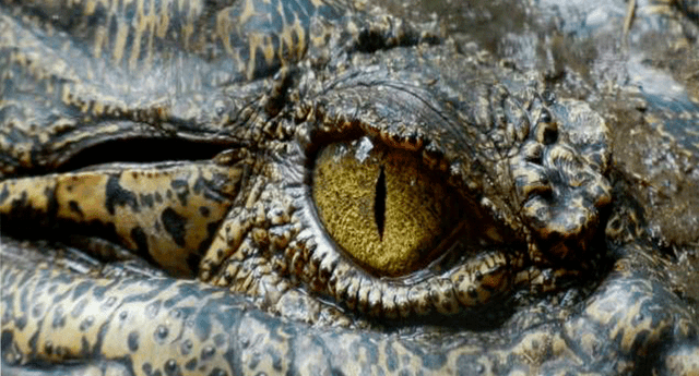 Los cocodrilos en Puerto Vallarta son amenazados en su hábitad debido a la industria hotelera.