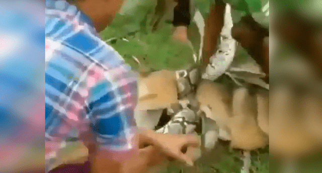 Niños lograron liberar a un perro de las "garras" de una enorme serpiente