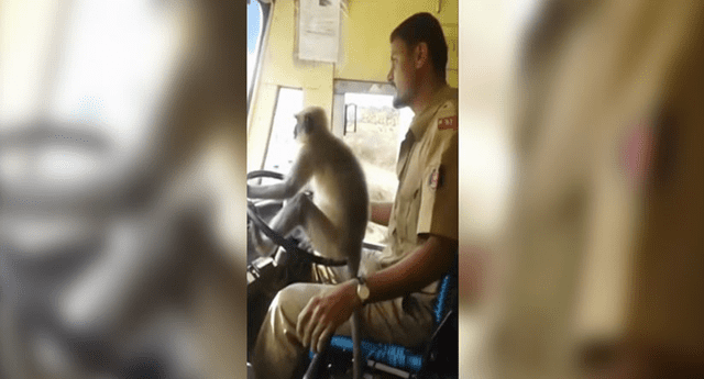 Mono “conduce” un carro y sus pasajeros no temblaron de terror. 