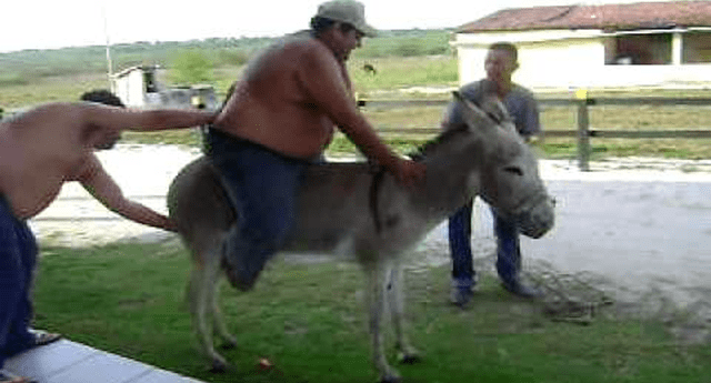 Prohíben a "gorditos" montar burros porque le provocan terrible heridas. 