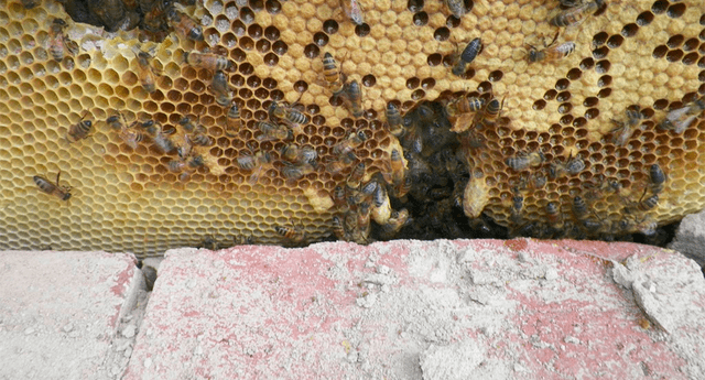 Trabajador de un servicio de rescate para abejas vivió una de sus más espeluznantes experiencias