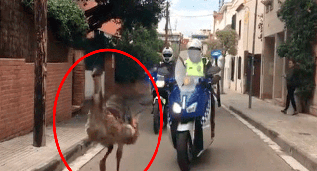 Hasta el momento se desconoce la procedencia del emú hasta las calles de Barcelona.