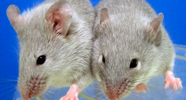 Equipo de investigadores logró reproducir crías de ratón a partir de parejas del mismo sexo