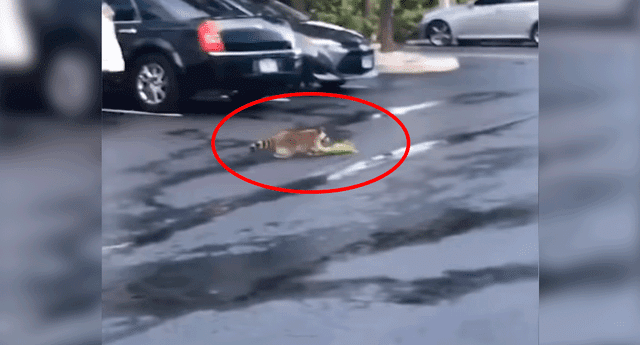 El mapache corrió detrás de la iguana hasta atraparla.
