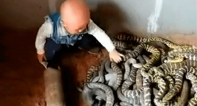 El niño ayuda a sus padres con la granja de serpientes.