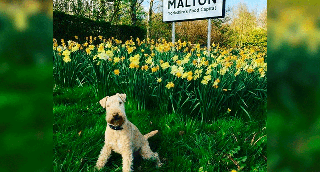 Malton es el lugar más amigable para perros de Reino Unido.