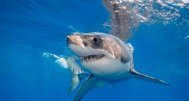 Un ingeniero y conservacionista de tiburones estadounidense grabó la espeluznante lucha de un buceador con un tiburón