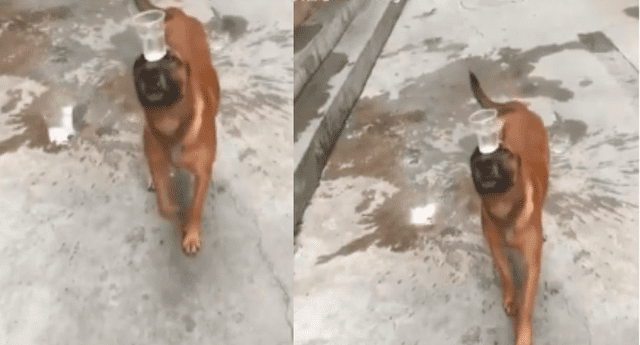Perro demostró su gran habilidad para realizar una increíble maniobra con un vaso lleno de agua.