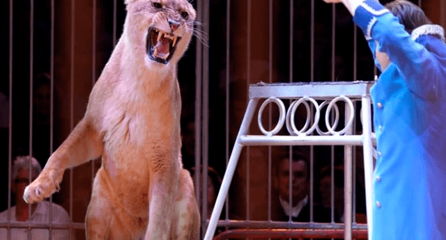 Un espectáculo de circo en Rusia se convirtió en una escena de terror cuando una leona atacó sorpresivamente a una niña