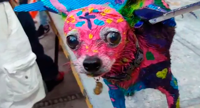 Mujer se ganó el repudio de miles en redes tras pintar a su perro de cuerpo entero. Foto captura: Facebook