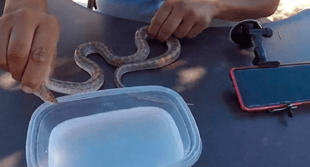 Youtuber se ganó el repudio de todos al mostrar cruel experimento con serpiente