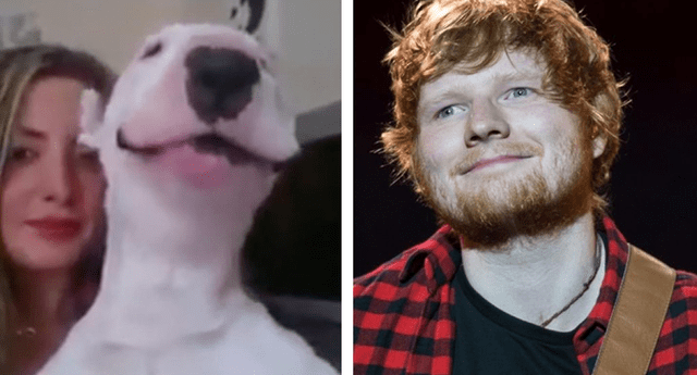 Un perrito fanático de “Ed Sheeran” enterneció Facebook. 