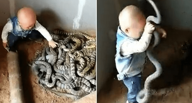 Bebé chino tiene como mascotas a peligrosas serpientes y las llena de mimos.