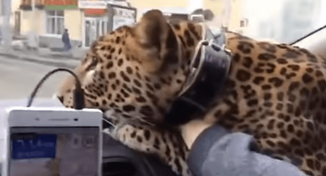 Leopardo bebé viaja en taxi