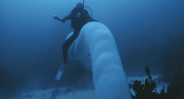  Hallan extraña criatura marina de 9 metros y su aspecto es terrorífico. 