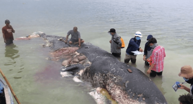Hallan una ballena muerta en Indonesia, la abren y descubren lo peor del hombre. 