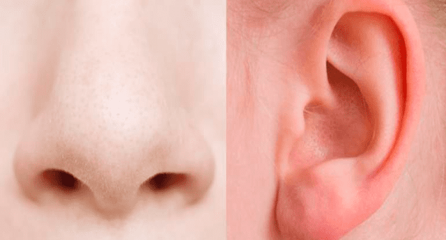 Según un estudio, las orejas crecen alrededor de 0.22 milímetros por año.
