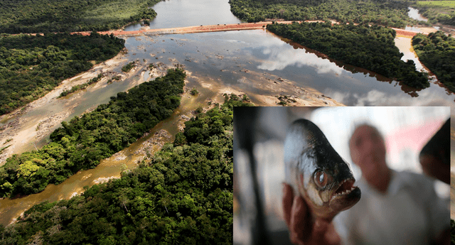 Estudio encontró partículas de plástico en el estómago de más del 80% de especies que habitan el río Xingú