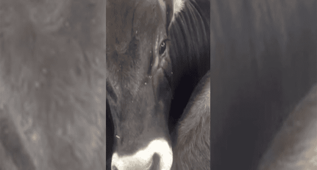 Vaca era llevada al matadero y una lágrima corrió por su rostro al presentir su fin. 